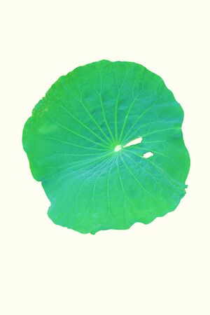 Lotus leaf on a white background.の写真素材