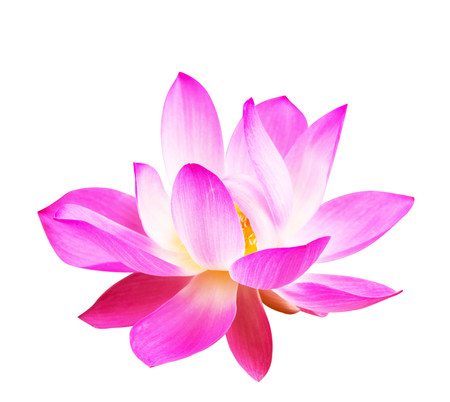 Beautiful pink lotus on a white backgrounds.の写真素材