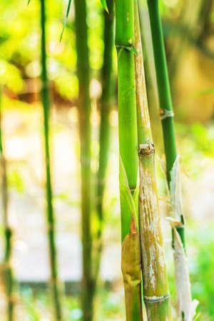Bamboo is not yet a mature forest.の写真素材