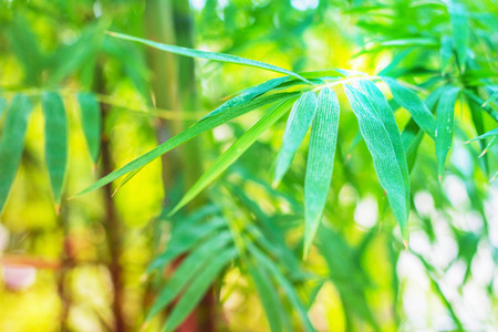 leaves green bamboo inside the forests of Asia.の写真素材