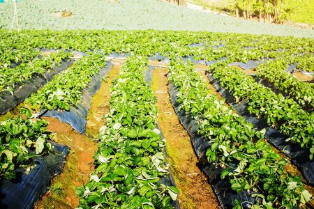 Planting strawberries on mountain in the winter.の写真素材