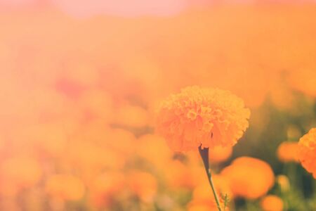 Marigold Beauty and the fog in the winter.の写真素材