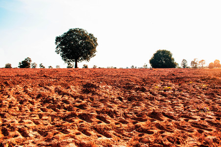 Ground of cassava plantation with a trees in the countryside.の写真素材