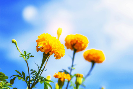 Marigold yellow gold with a beautiful at blue sky.の写真素材