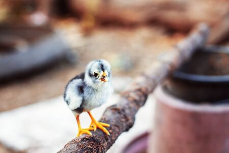 Chicks on a branch in the farm.の写真素材