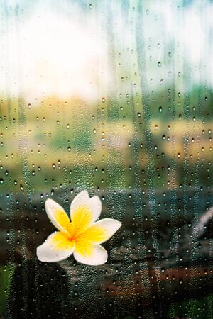 Plumeria looking through the glass in winter.の写真素材
