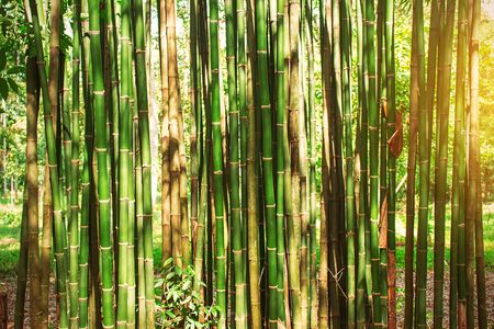 Bamboo green with yellow light in the daytime.の写真素材