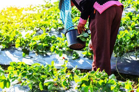Women farmers are picking strawberries in the garden.
