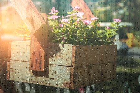Flowerpot with water drops on the glass in the rainy season.の写真素材