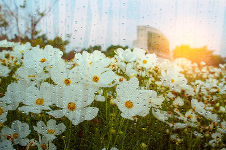 Cosmos in garden with droplets on glass.の写真素材