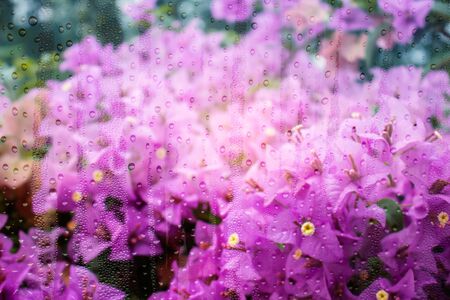 Purple bougainvillea flowers with water droplets on glass.の写真素材