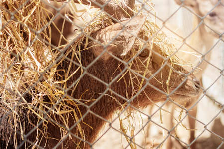 Deer and dried straw on the head in the zoo.の写真素材