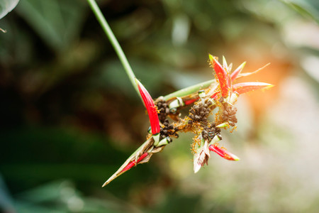 Flowers and ants in tropical jungle.の写真素材