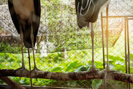 Legs of birds inside a zoo enclosure.の写真素材