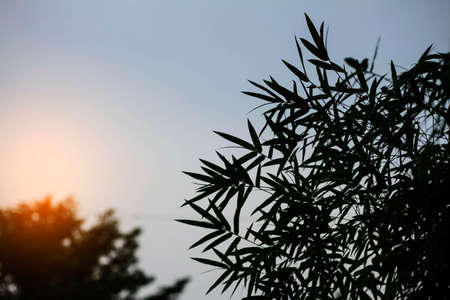 Bamboo with silhouette at the sunset.の写真素材