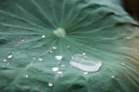 Water drops on lotus leaves with green background.の写真素材