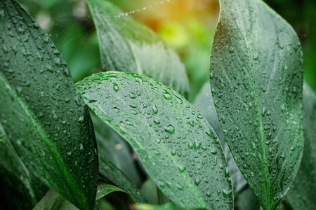 Leaves with water drops after rain in garden.の写真素材