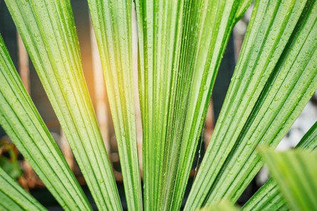 Palm leaves with water drops after rain.の写真素材