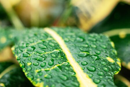Water drops on leaves and the freshness of nature in rainy season.の写真素材