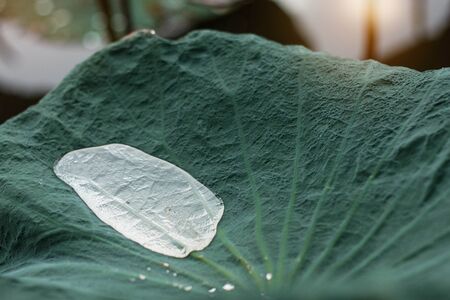 Water drops on lotus leaves with sunlight after rain.の写真素材