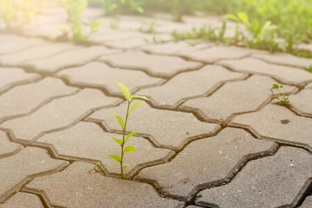 The tree grows on the brick on the footpath.の写真素材