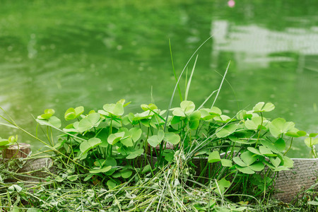 Vegetables are born along at the pond.の写真素材