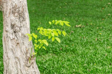 Naturally growing plants in the garden.の写真素材