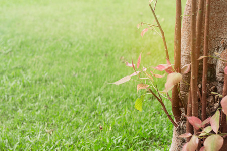 Natural growing trees and lawns in the garden.の写真素材