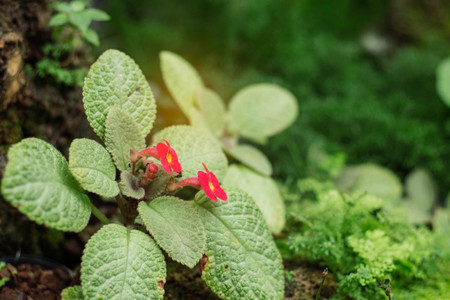 Ornamental plant with red flowers in nursery.の写真素材