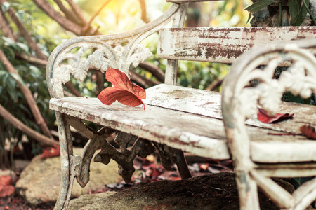 Dry leaves on old chairs in the park.の写真素材
