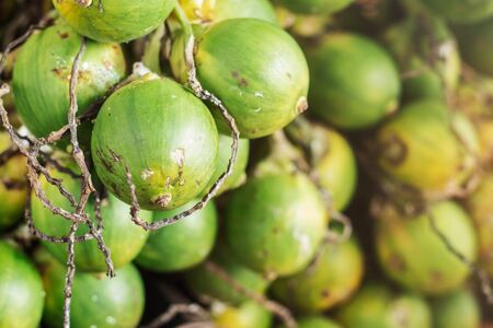 Green betel nut and detail are fading.の写真素材