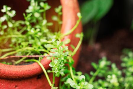 Ornamental plants in pots after the rain.の写真素材