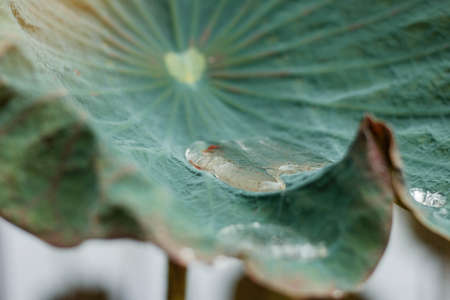 Water on lotus leaves after rain with green background.の写真素材
