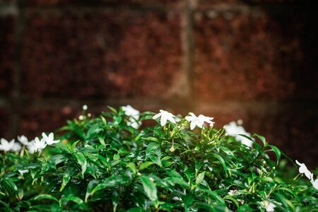 White flowers in the garden with a brick wall background.の写真素材