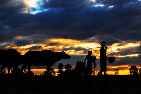 Family farmers are cattle trailer home at sunset.の写真素材