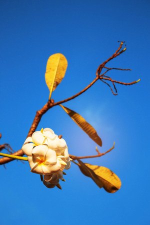 white of frangipani on the blue sky.の写真素材