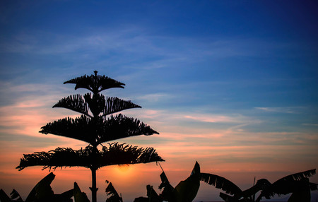 Silhouettes of trees and leaves at sunset.の写真素材