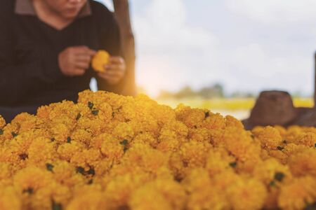 Women are choosing marigolds in the garden.の写真素材
