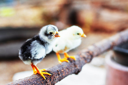 Chicken Little standing on a branch in the farm.の写真素材