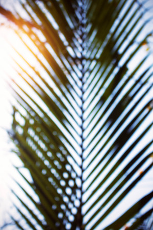 Coconut leaves on the sky with image blur.