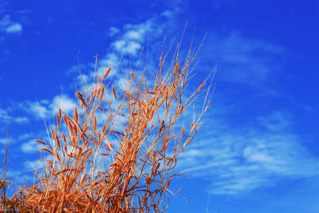 Dry grass in a field with the blue sky.