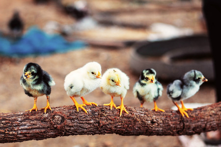 Little chicken standing on branches in several farms.の写真素材