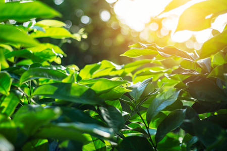 Growing green leaves with refreshing and natural of sunshine.の写真素材