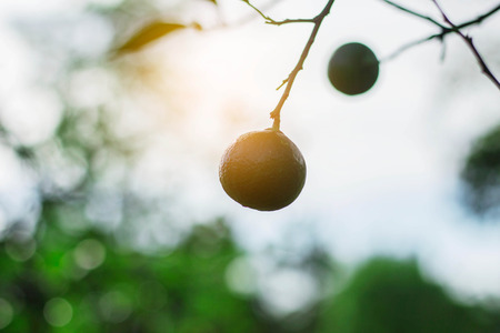 Lemon with sunlight and the sky.の写真素材