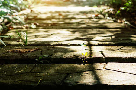 plant grows on walkway with sunlight in the garden.の写真素材