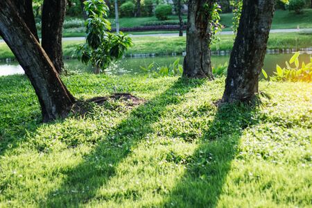 Shadows and trees on grass in the park.の写真素材