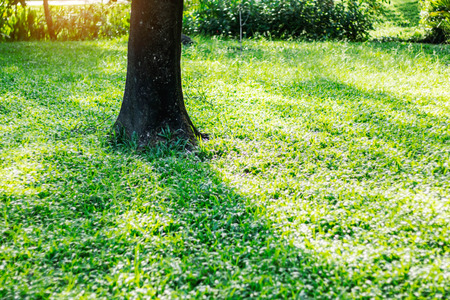 Tree and shadows on lawn in the garden.の写真素材
