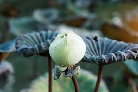 White lotus and leaf in a pond of park.の写真素材