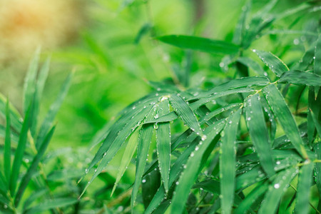 Drops on bamboo leaves and the wet after rain.の写真素材