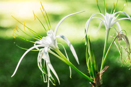 White flowers and buds with sunlight in the garden.の写真素材